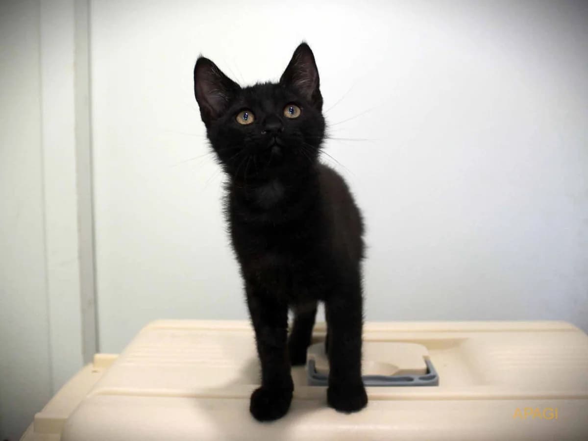 Vettel, Noir male puppy European Shorthair for adoption at APAGI, Le Versoud