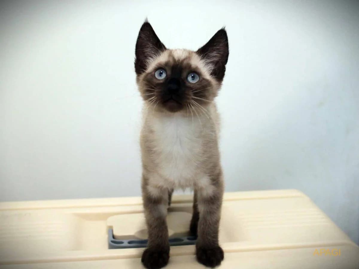 Senna, Seal point female puppy Siamese for adoption at APAGI, Le Versoud