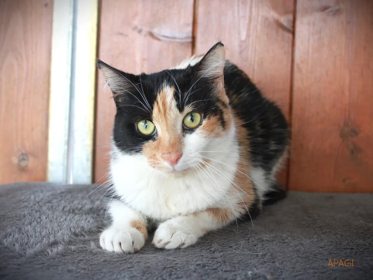 Ozana, Tricolore female 3yo mixed breed for adoption at APAGI, Le Versoud