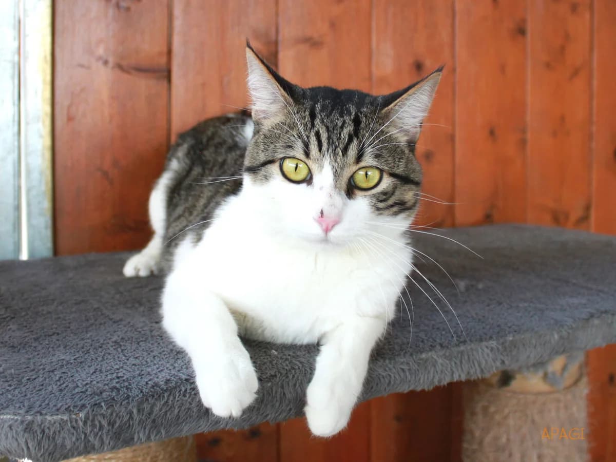 Bandit, Tigré et blanc male young mixed breed for adoption at APAGI, Le Versoud