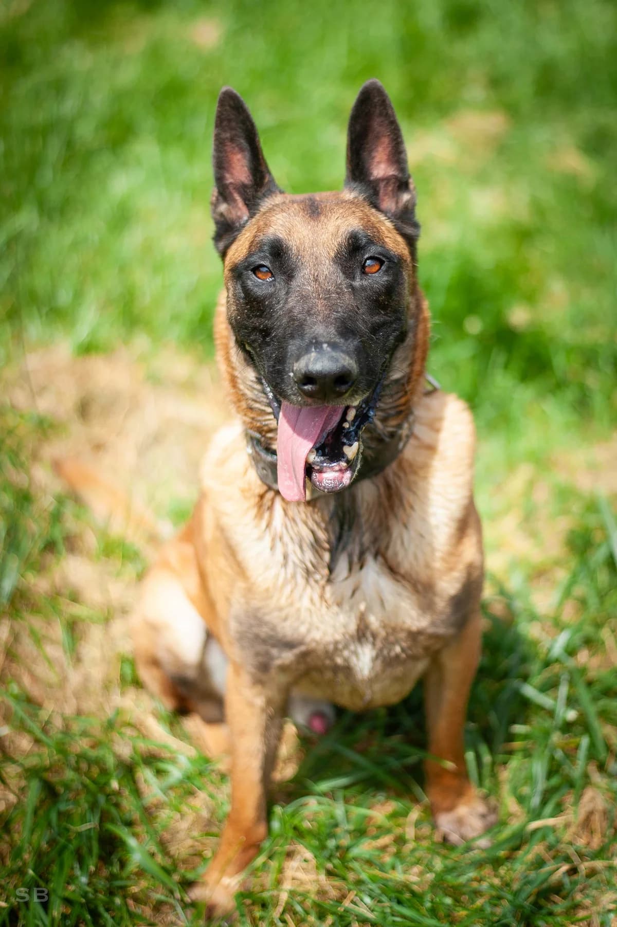 Billy, Fauve masque noir male 4yo Belgian Malinois for adoption at APAGI, Le Versoud