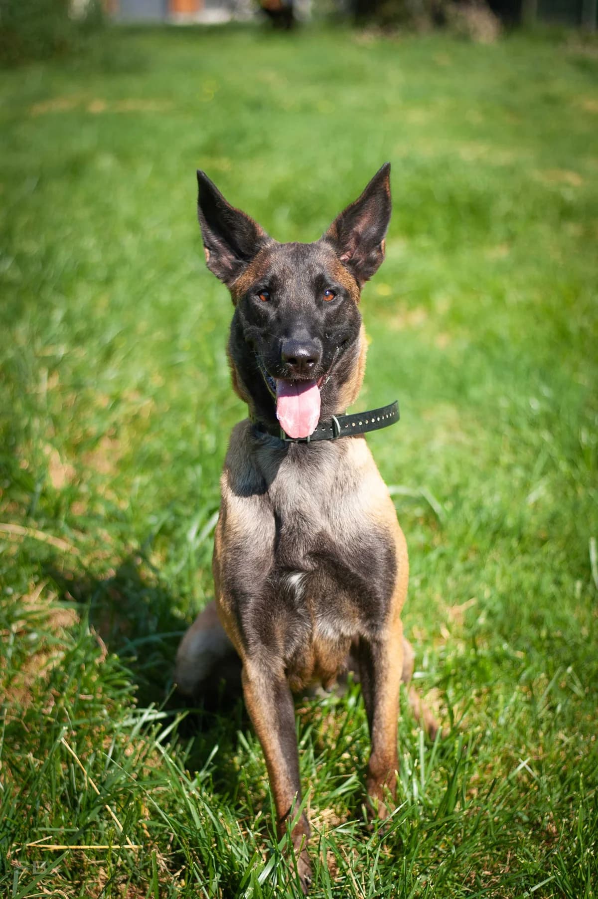 Leyna, Fauve charbonnée female young Belgian Malinois for adoption at APAGI, Le Versoud