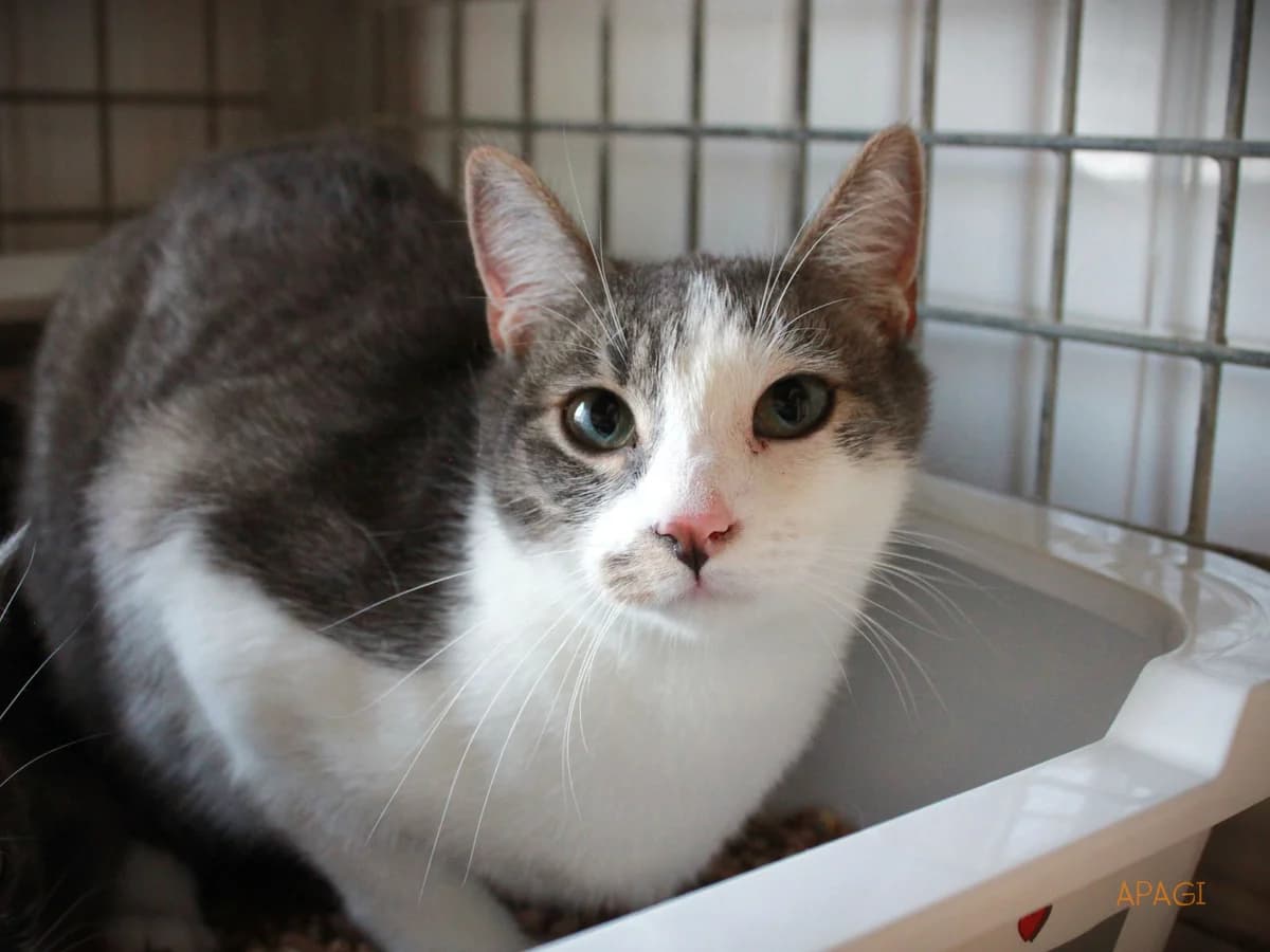 Smoky, Silver tabby tigré et blanc male puppy European Shorthair for adoption at APAGI, Le Versoud