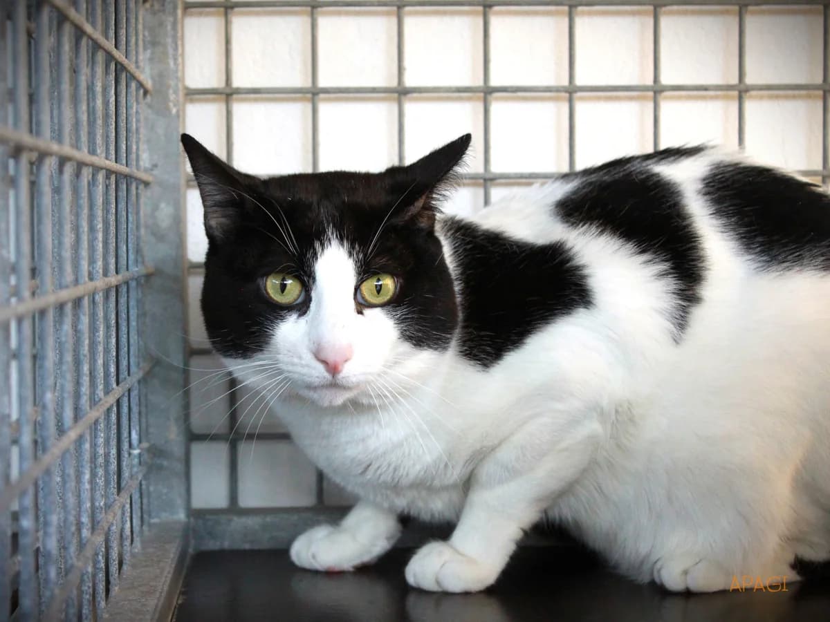Gohan, Blanc et noir male senior European Shorthair for adoption at APAGI, Le Versoud