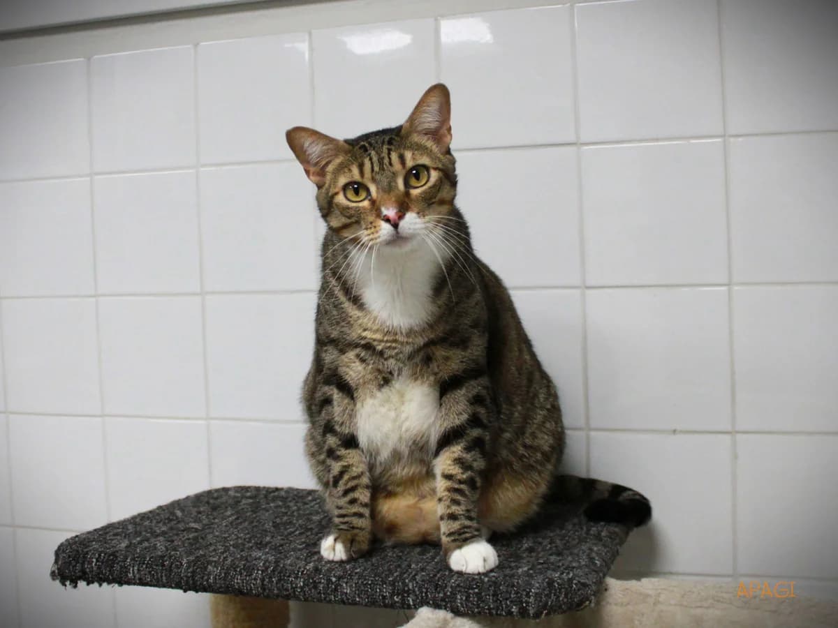 Biggy, Tigré et blanc male 6yo European Shorthair for adoption at APAGI, Le Versoud