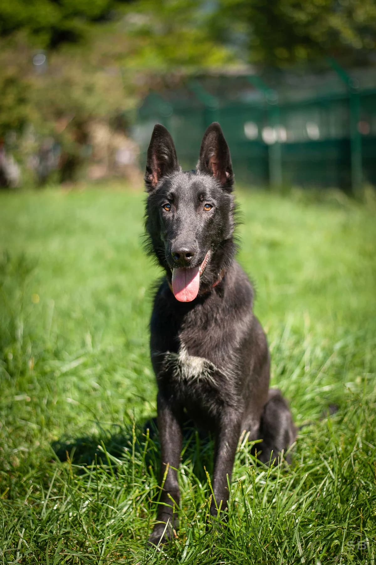 Pepsi, Noire male puppy mixed breed for adoption at APAGI, Le Versoud