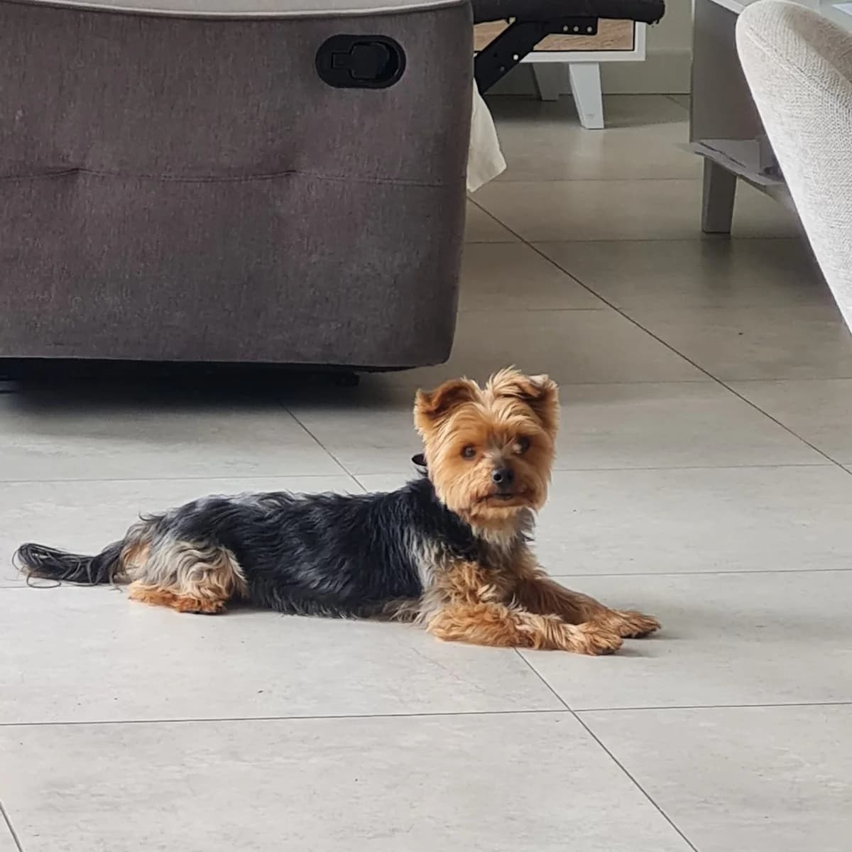 Saxo, noir et feu male 7yo Yorkshire Terrier for adoption at APAGI, Le Versoud