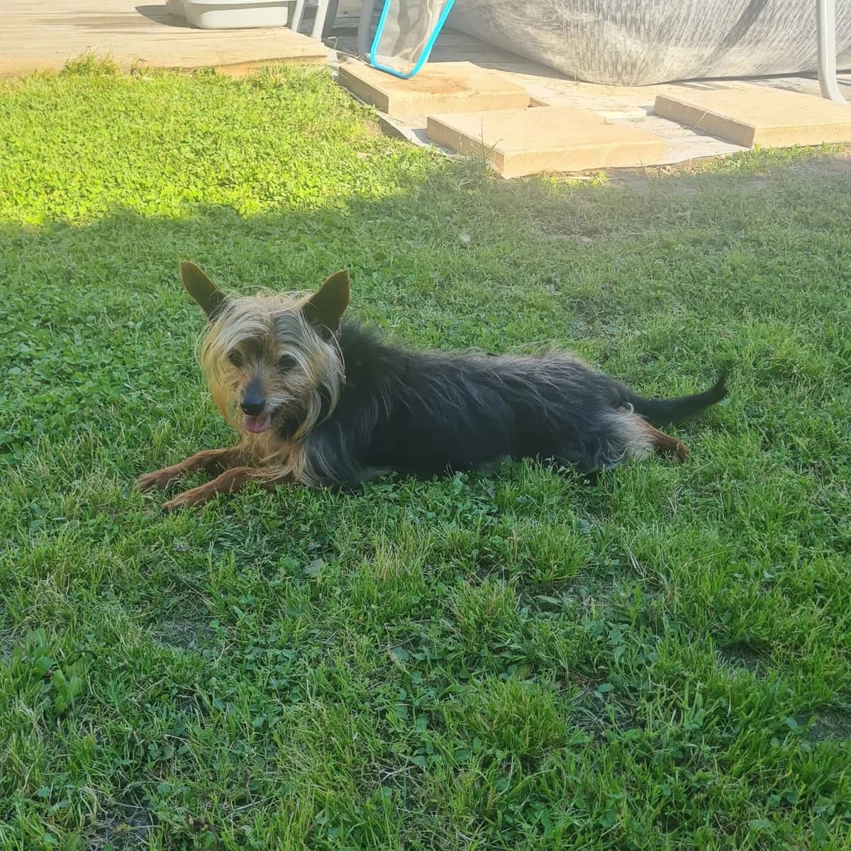 Oui-Oui, noir et feu male senior Yorkshire Terrier for adoption at APAGI, Le Versoud