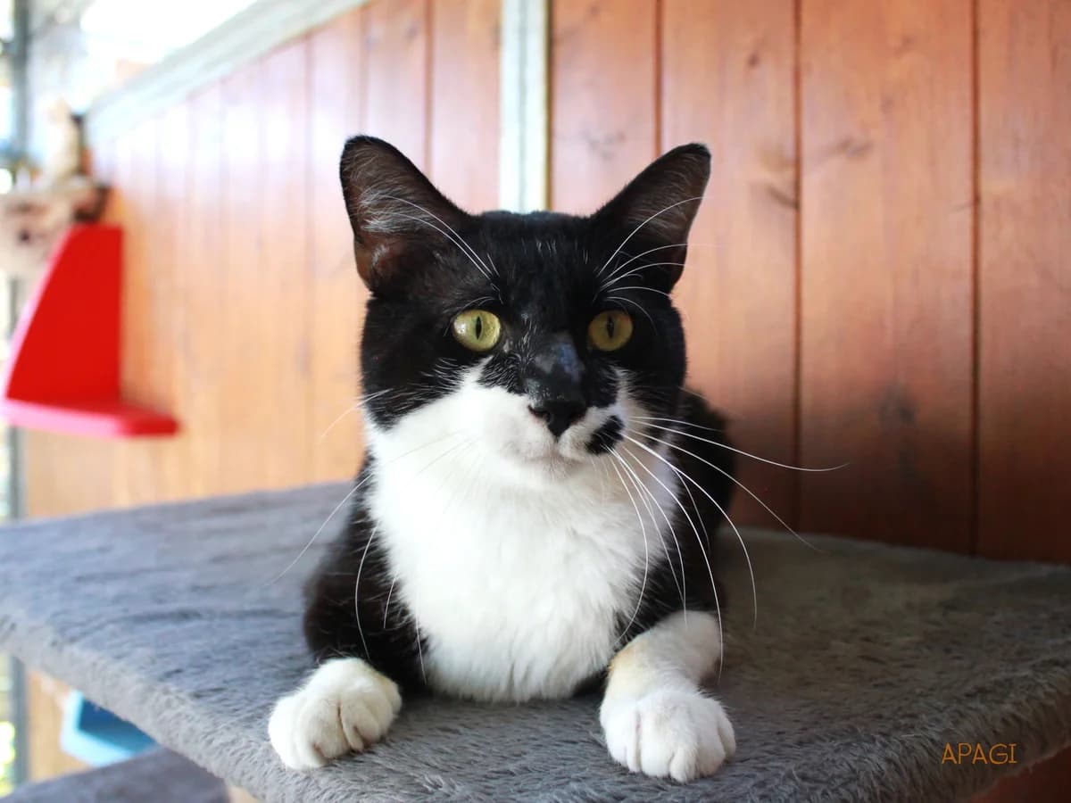 Bakou, Noir et blanc male 3yo European Shorthair for adoption at APAGI, Le Versoud