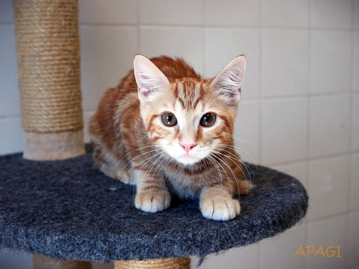 Osaka, Tigrée rousse female puppy European Shorthair for adoption at APAGI, Le Versoud