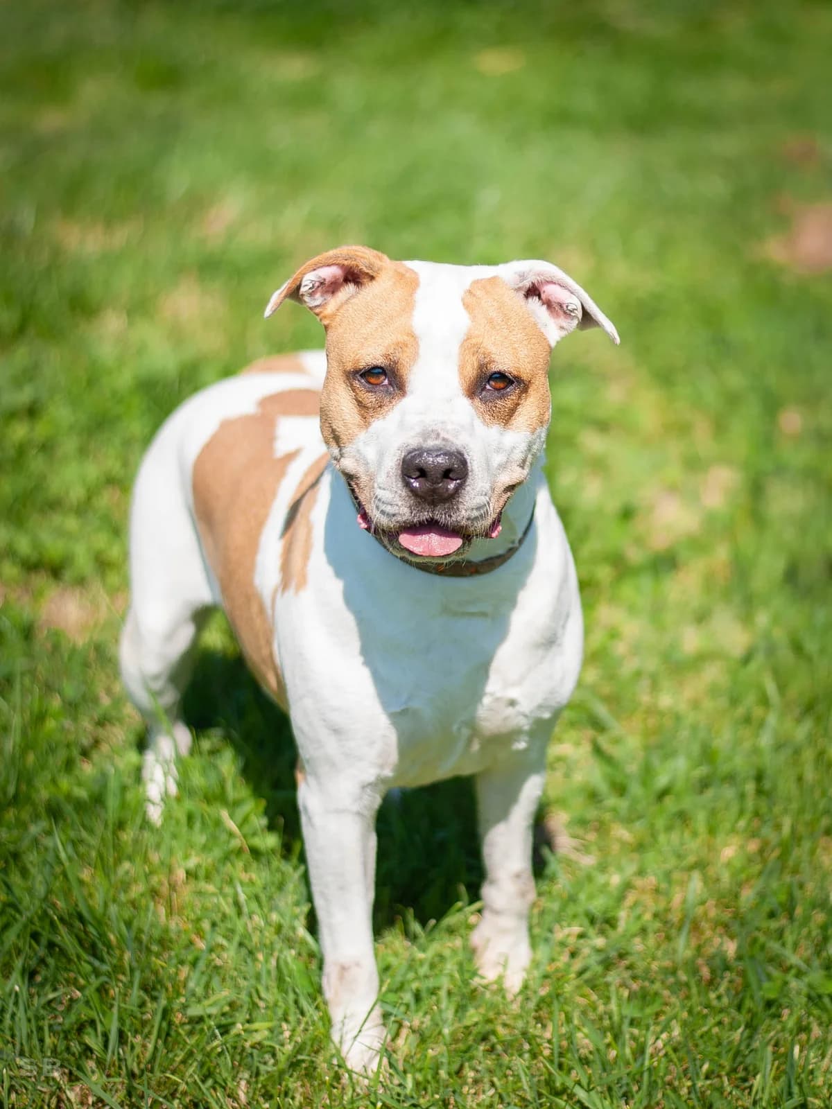 Tchika (dit Gloria), Fauve et Blanche female 5yo American Staffordshire Terrier for adoption at APAGI, Le Versoud