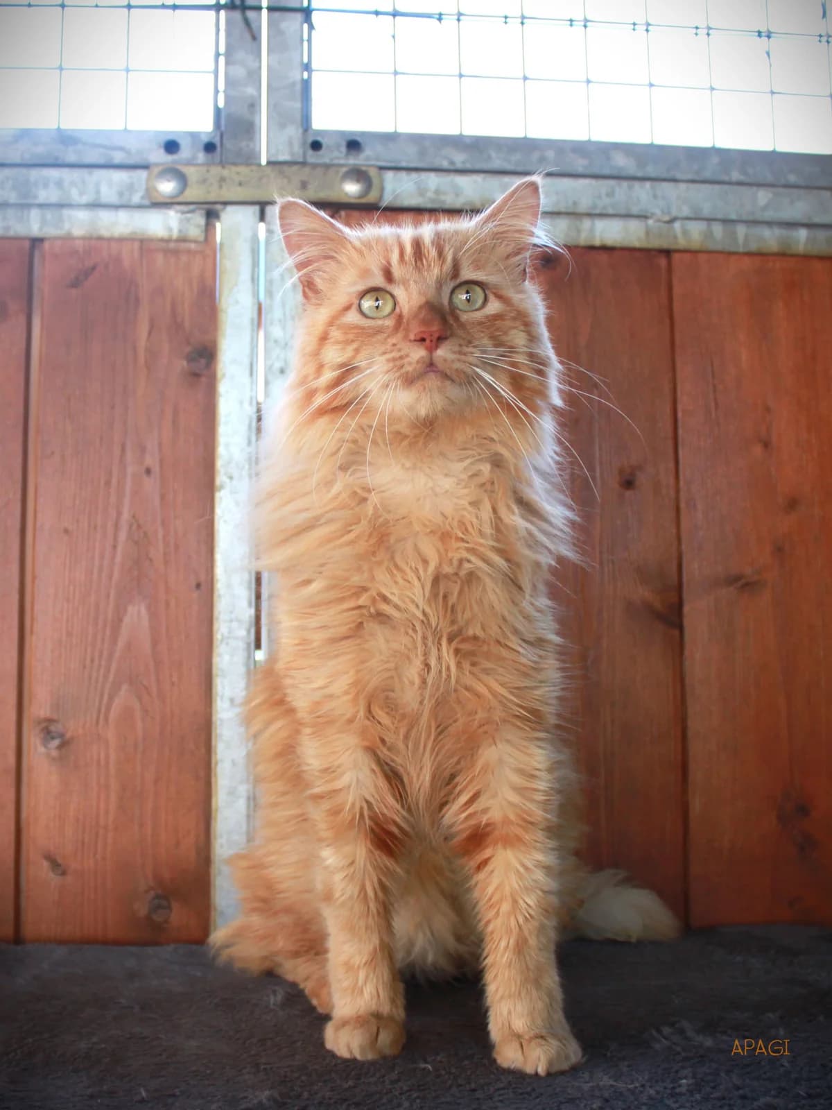Bibop, Roux poil mi long male senior European Shorthair for adoption at APAGI, Le Versoud