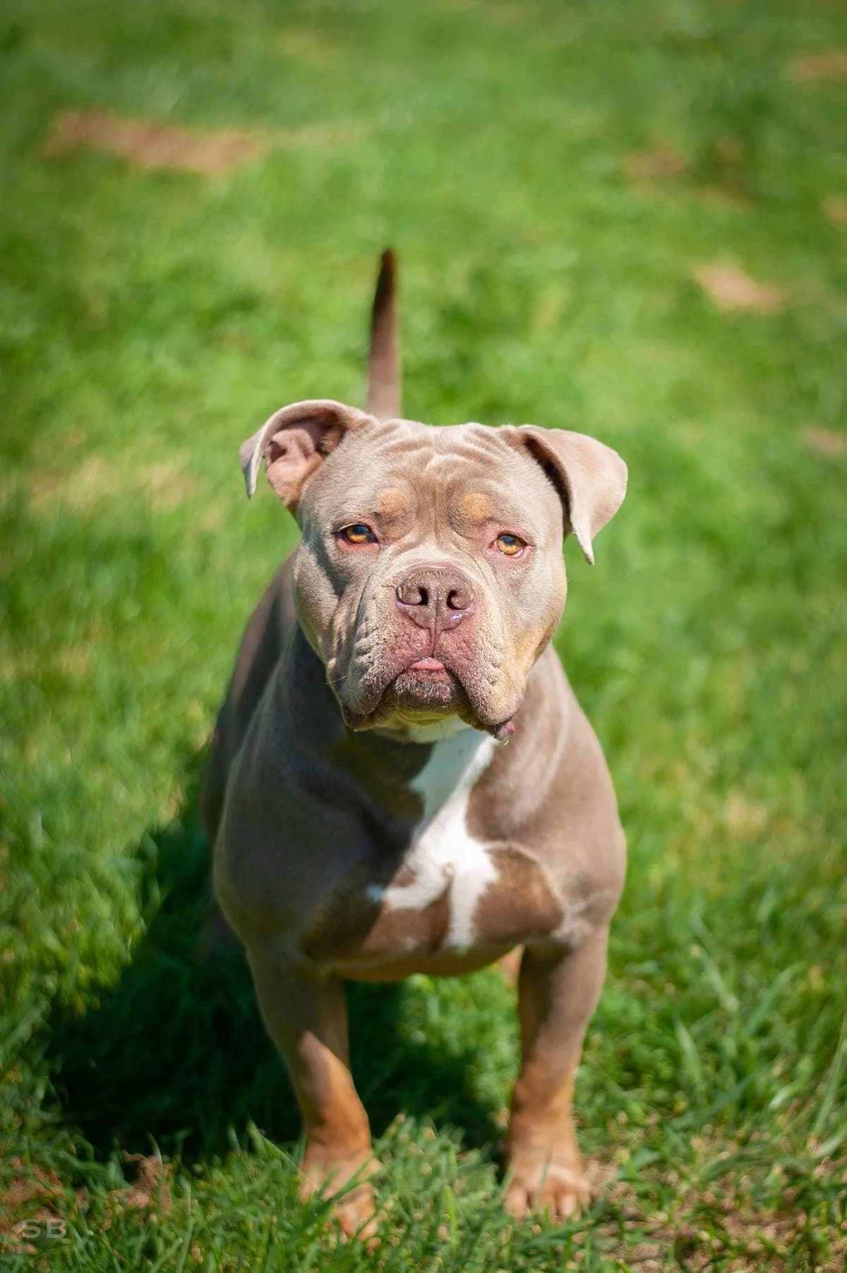 Moto-Moto, Tricolore lilas male 3yo Mixed Breed for adoption at APAGI, Le Versoud