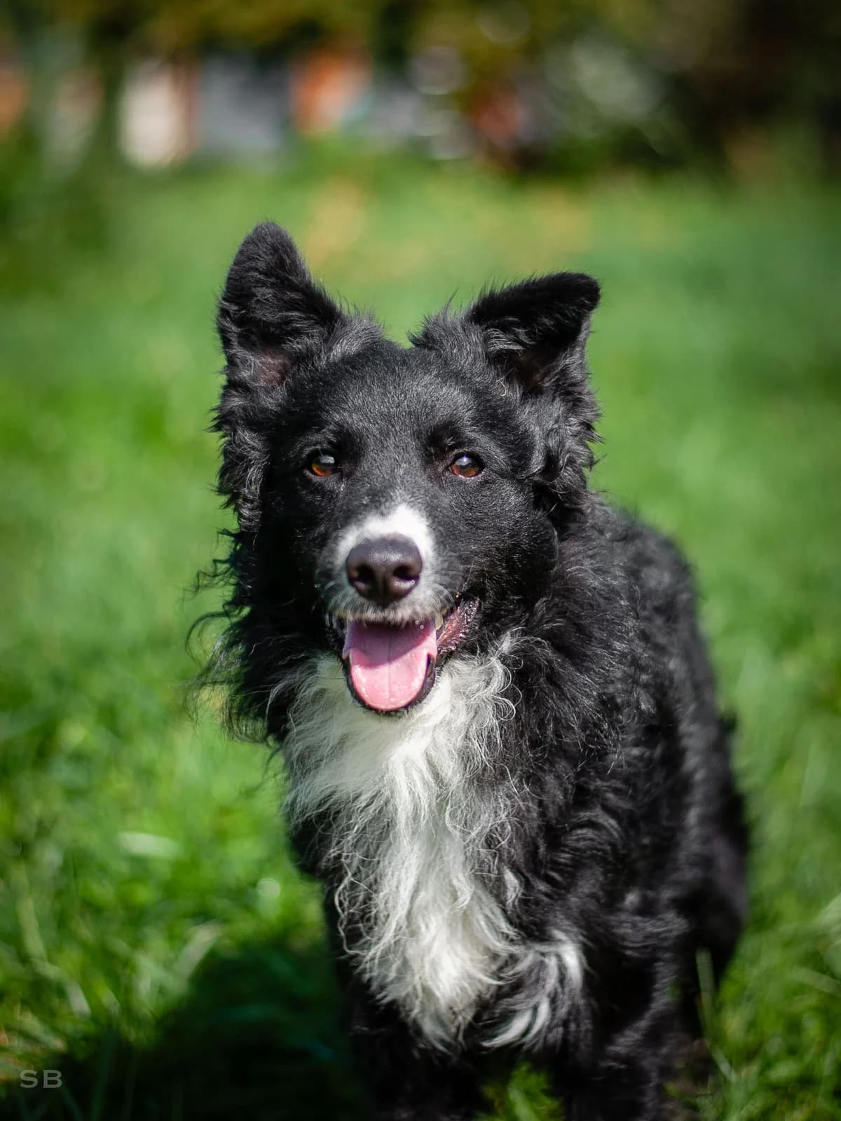 Dynamo, Noire et Blanche male young Border Collie for adoption at APAGI, Le Versoud