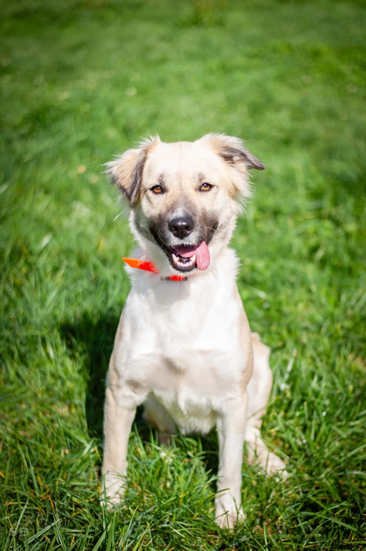 Berta, Sable charbonnée et Blanche female young mixed breed for adoption at APAGI, Le Versoud