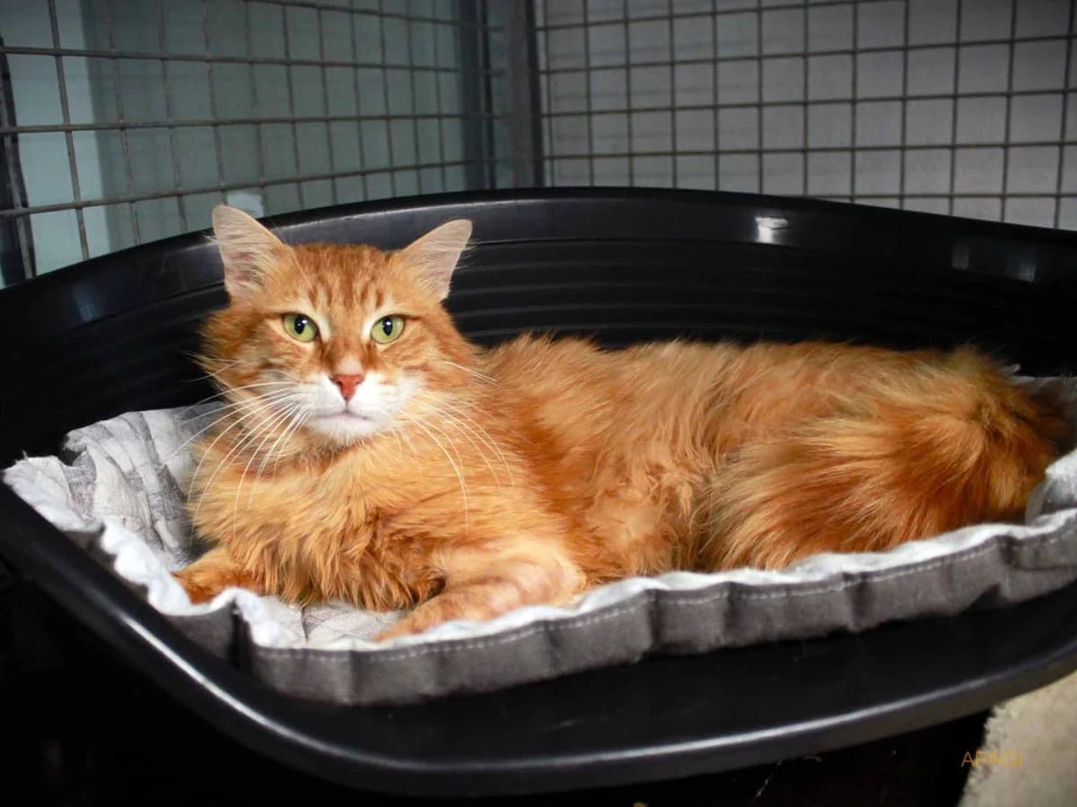Roks, Roux male 3yo European Shorthair for adoption at APAGI, Le Versoud