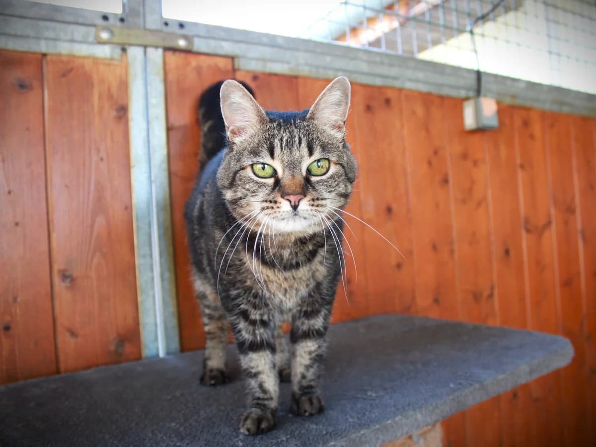 Ruby, Trigrée gris female senior European Shorthair for adoption at APAGI, Le Versoud
