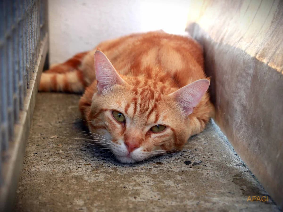 Modus, Tigré roux male 3yo European Shorthair for adoption at APAGI, Le Versoud