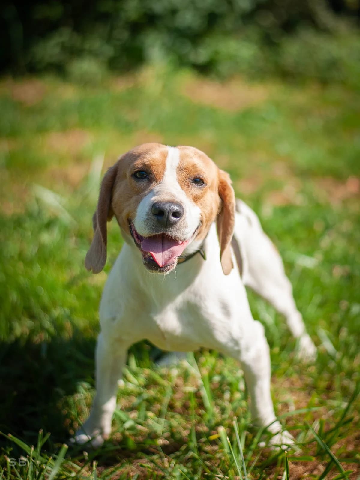 Julian, Tricolore male 4yo Beagle for adoption at APAGI, Le Versoud