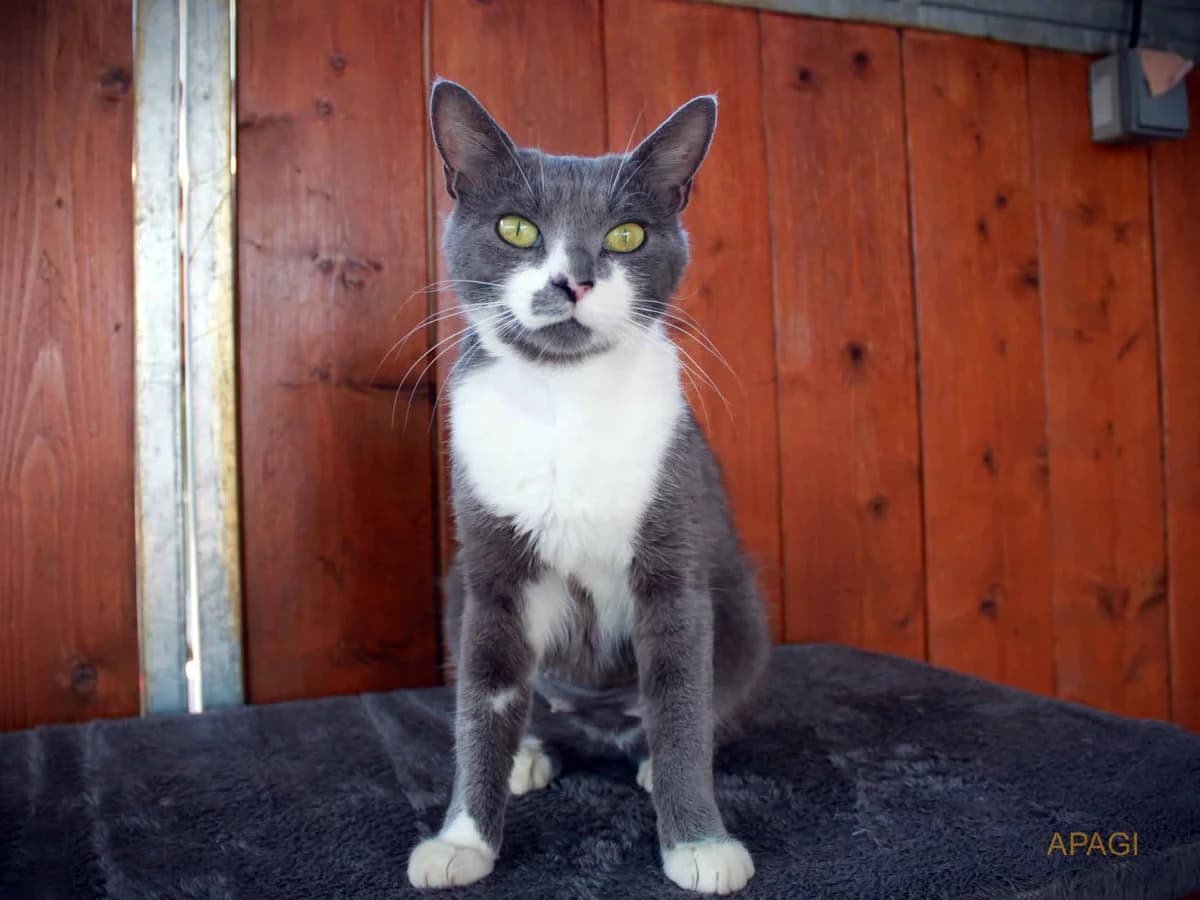 Lyra, Grise et blanche female 3yo European Shorthair for adoption at APAGI, Le Versoud