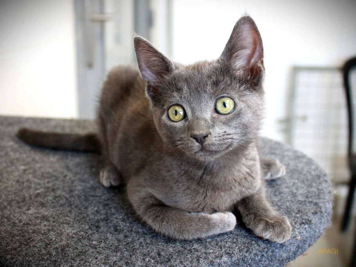 Halto, Gris male puppy European Shorthair for adoption at APAGI, Le Versoud