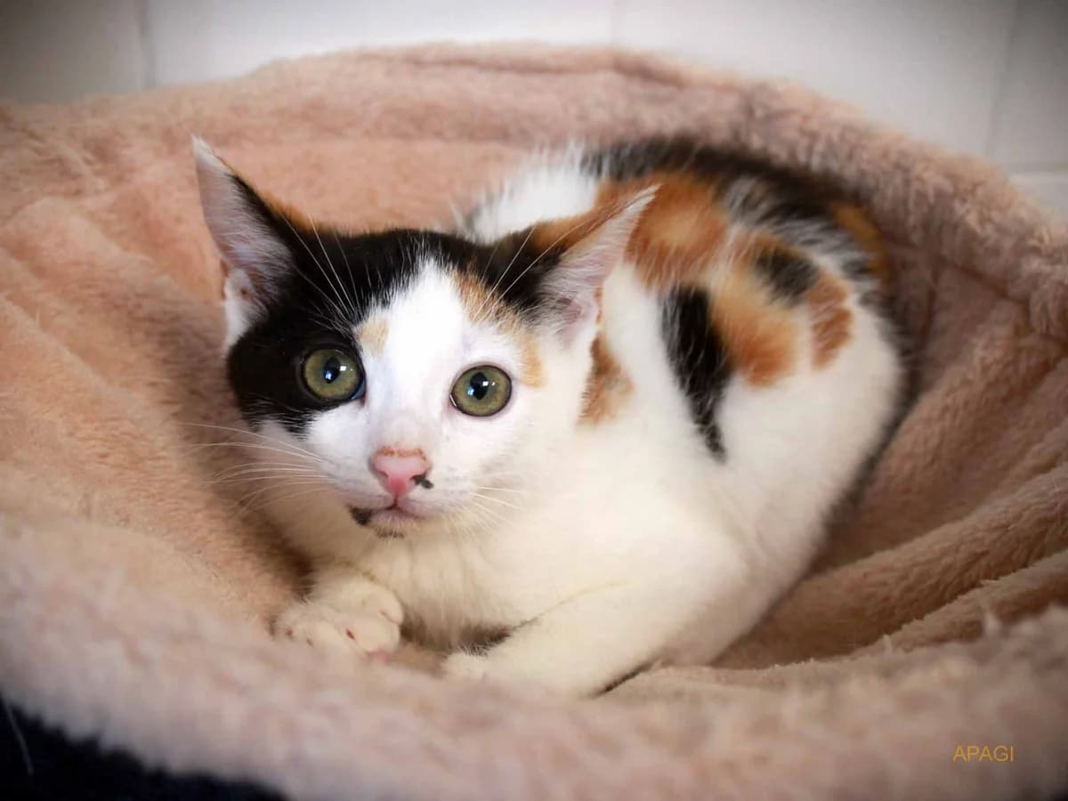 Nagara, Tricolore female puppy European Shorthair for adoption at APAGI, Le Versoud