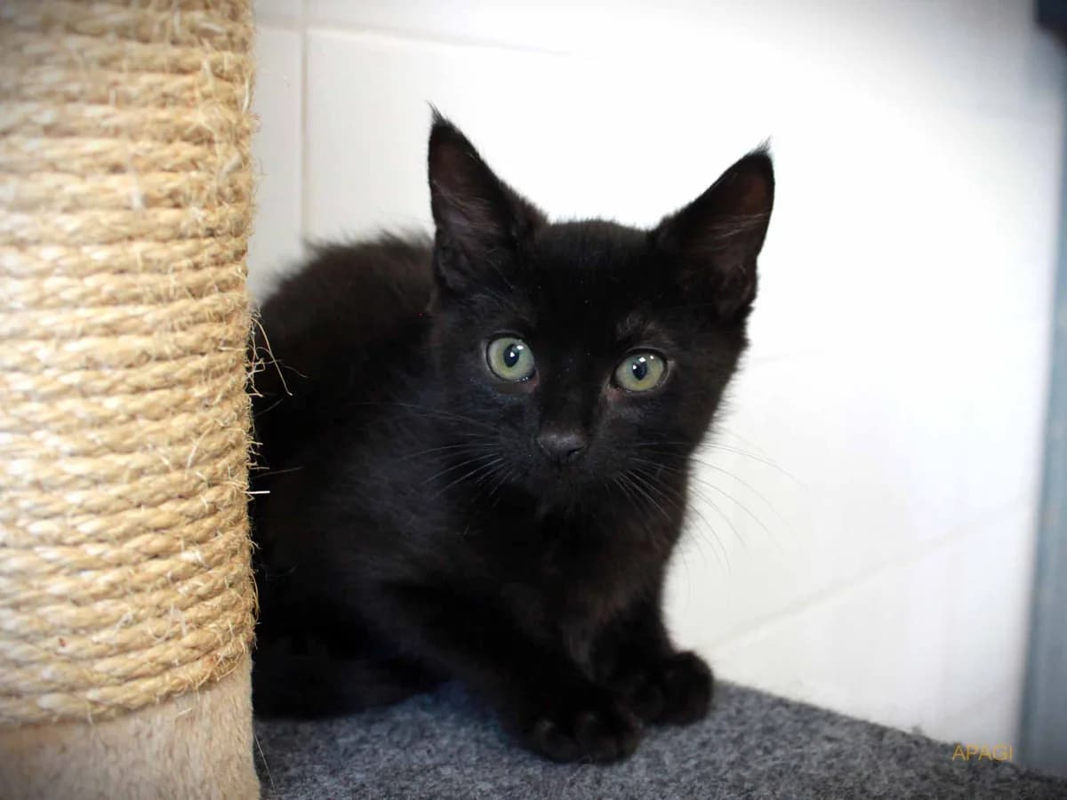 Violon, Noir male puppy European Shorthair for adoption at APAGI, Le Versoud