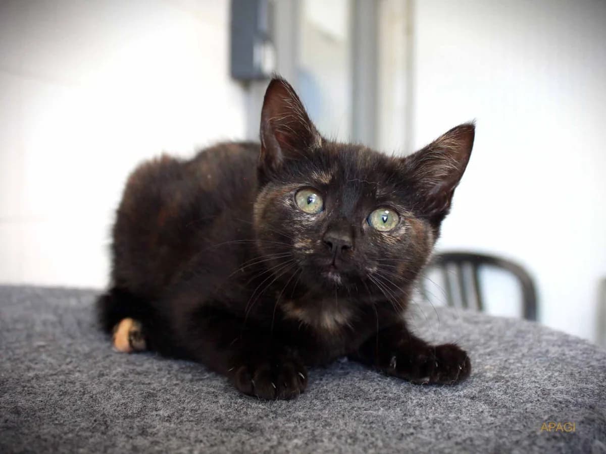 Ocarina, Ecaille de tortue female puppy European Shorthair for adoption at APAGI, Le Versoud