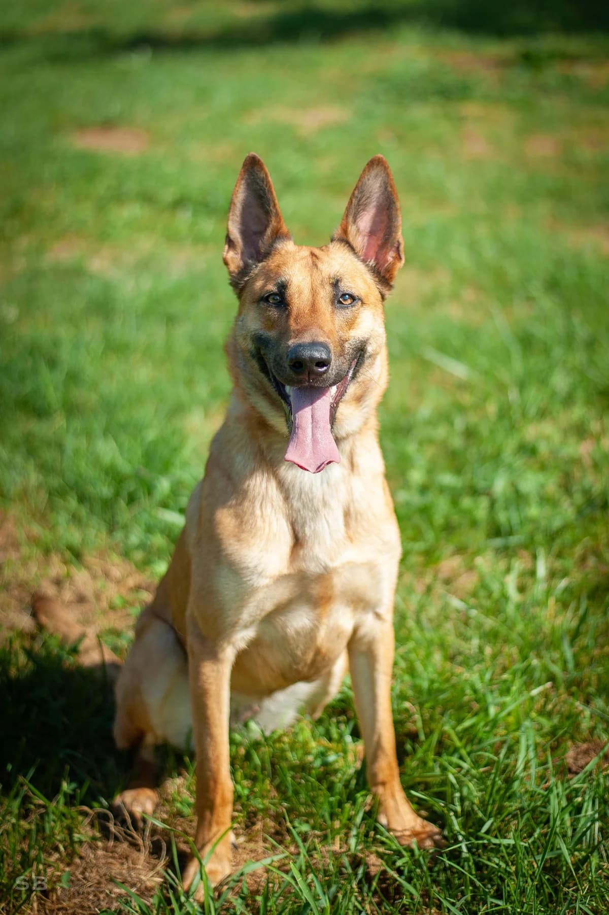 Shakira, Fauve masque noir female young mixed breed for adoption at APAGI, Le Versoud