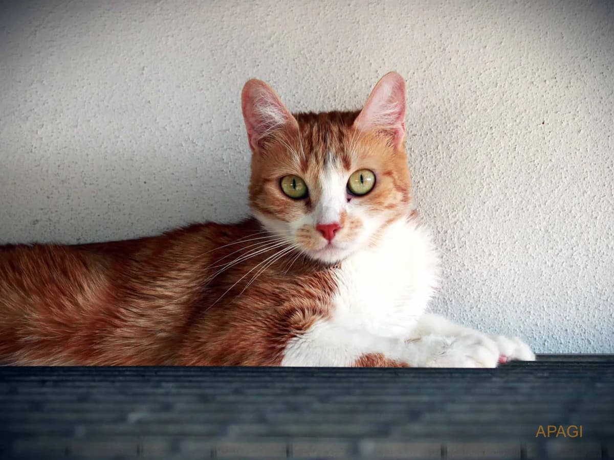 Makita, Tigrée rousse et blanche female 4yo European Shorthair for adoption at APAGI, Le Versoud