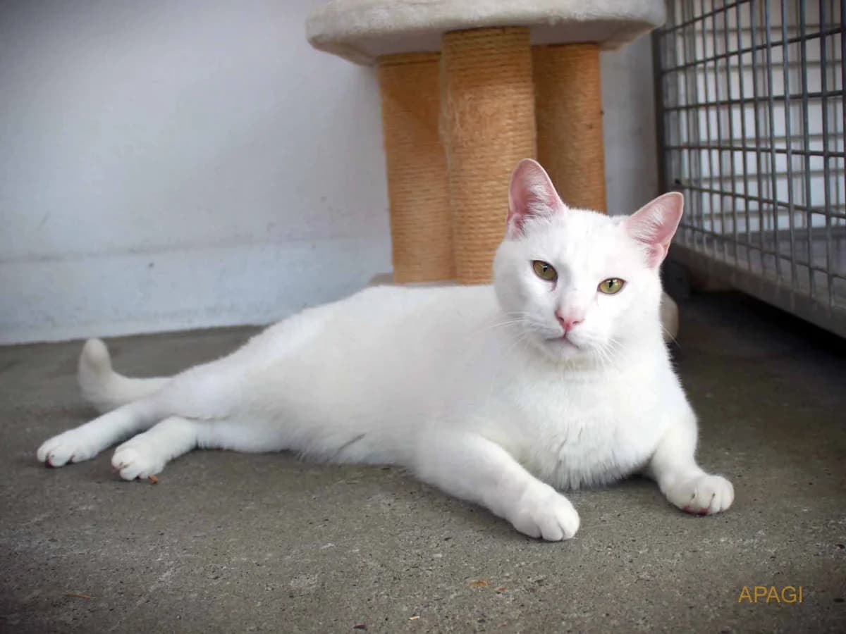 Yuki, Blanc male 4yo European Shorthair for adoption at APAGI, Le Versoud