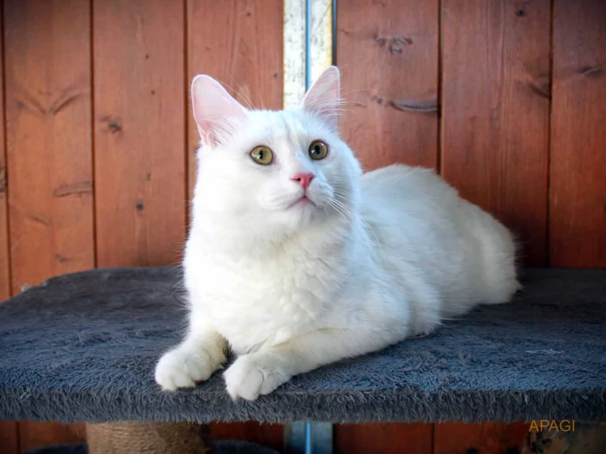 Norton, European Shorthair (APAGI)
