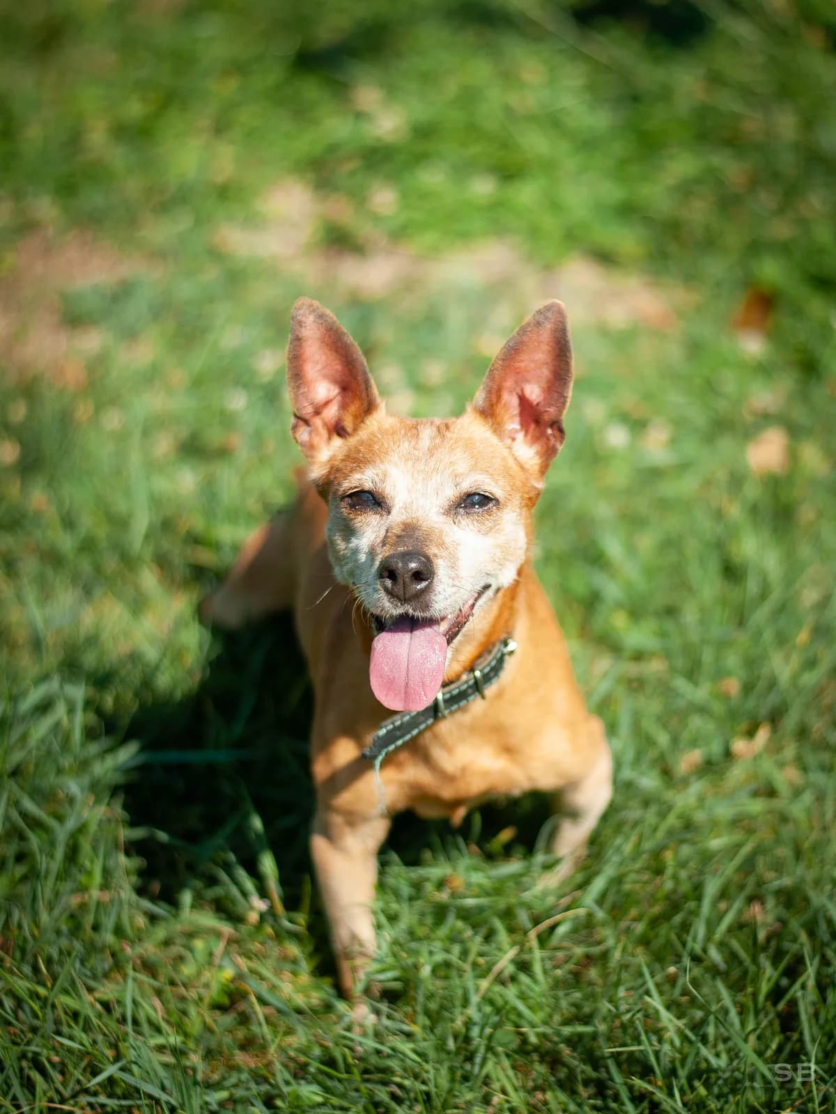 Josette, Fauve female senior mixed breed for adoption at APAGI, Le Versoud