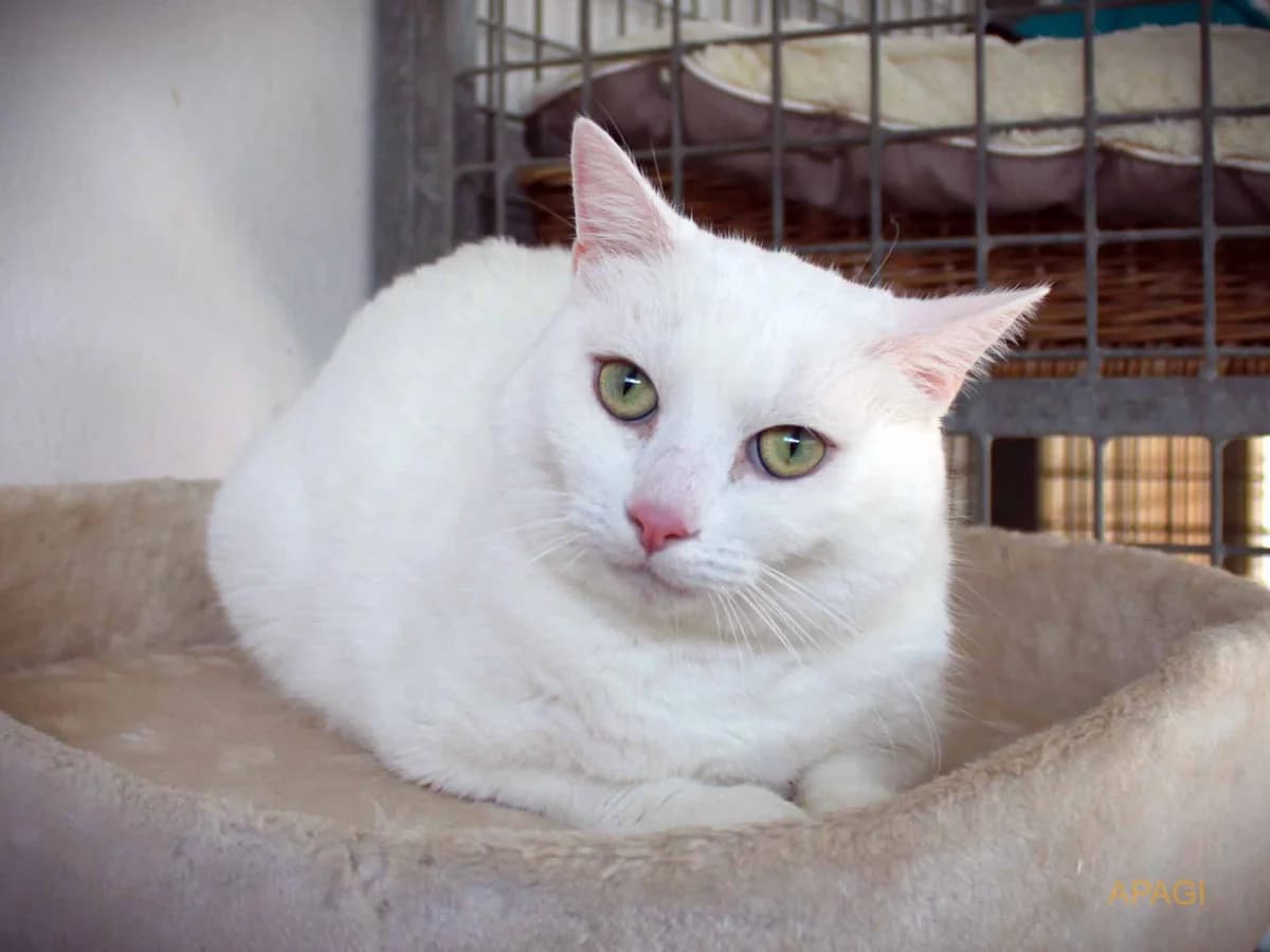 Silver, Blanc male 5yo European Shorthair for adoption at APAGI, Le Versoud