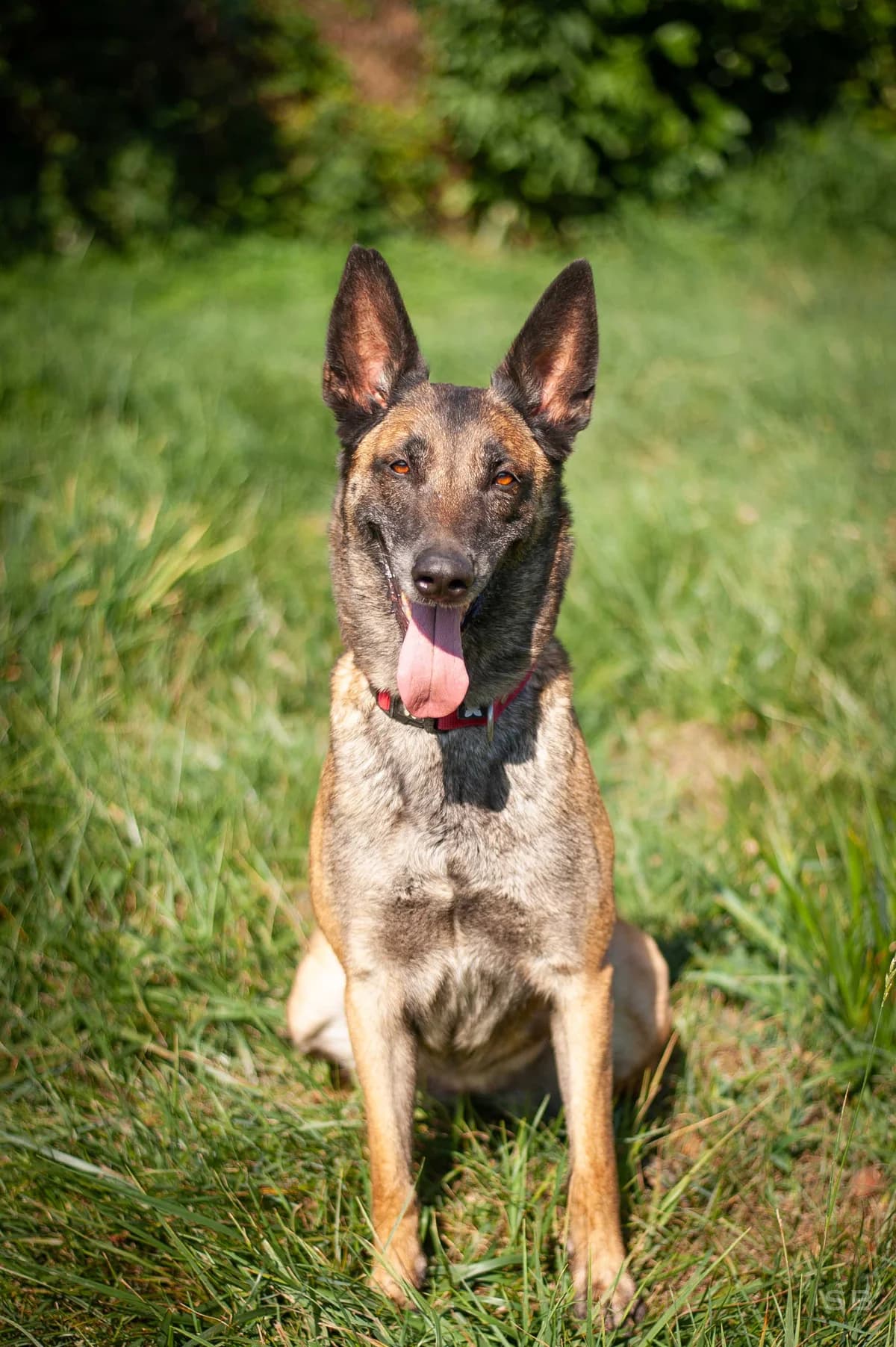 Tara, Fauve Charbonnée female 7yo Belgian Malinois for adoption at APAGI, Le Versoud