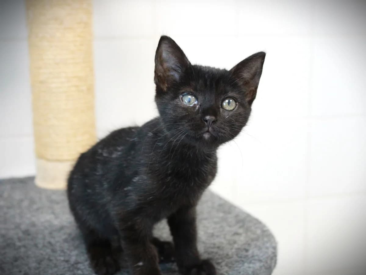Sumi, Noire female puppy European Shorthair for adoption at APAGI, Le Versoud
