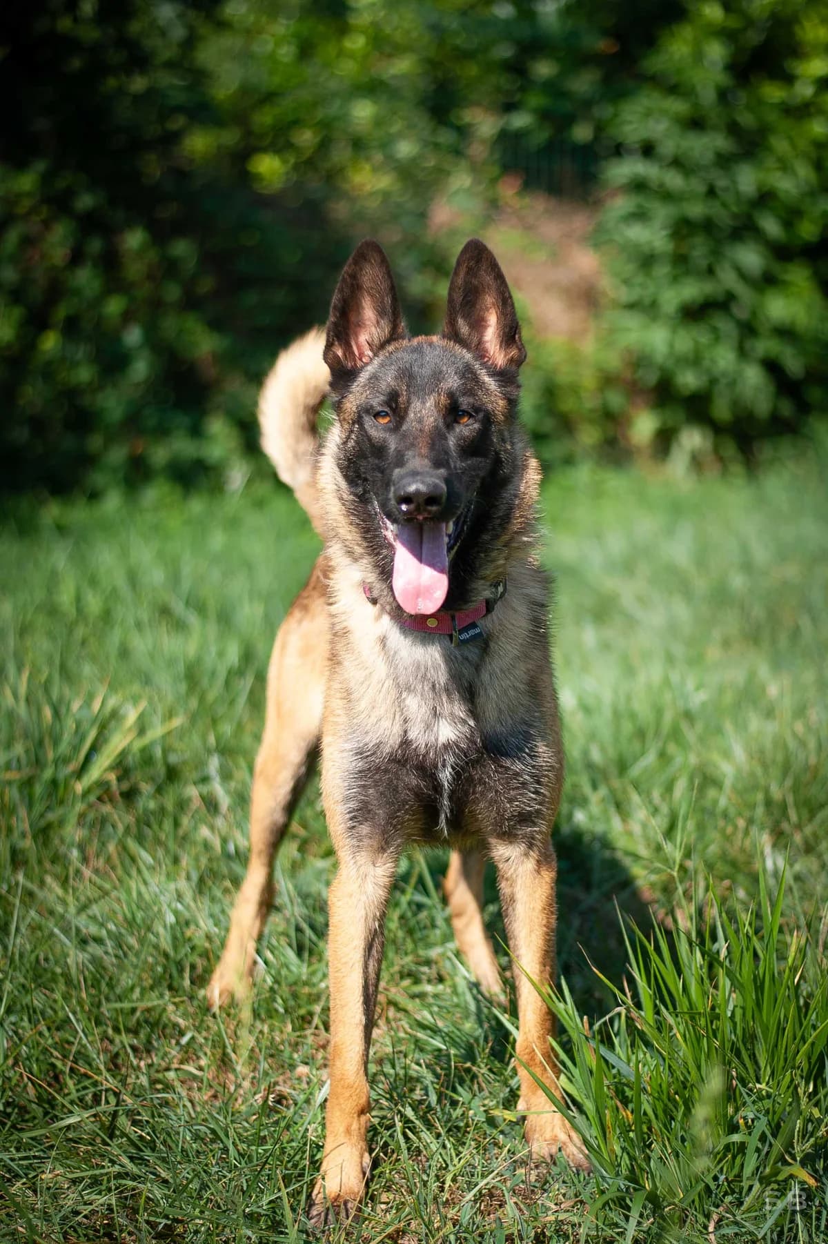 Simba, Fauve masque noir male young Belgian Malinois for adoption at APAGI, Le Versoud