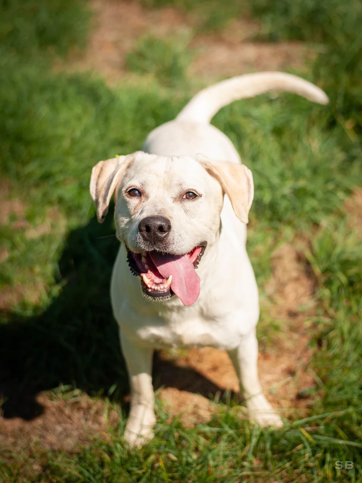 Milou, Lemon male 7yo Labrador Retriever for adoption at APAGI, Le Versoud