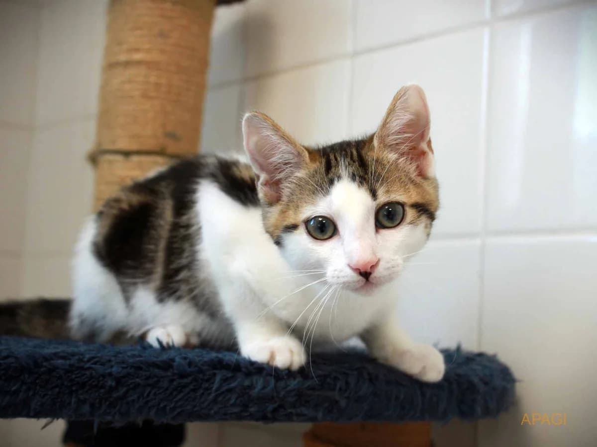 Volt, Tigré et blanc male puppy European Shorthair for adoption at APAGI, Le Versoud