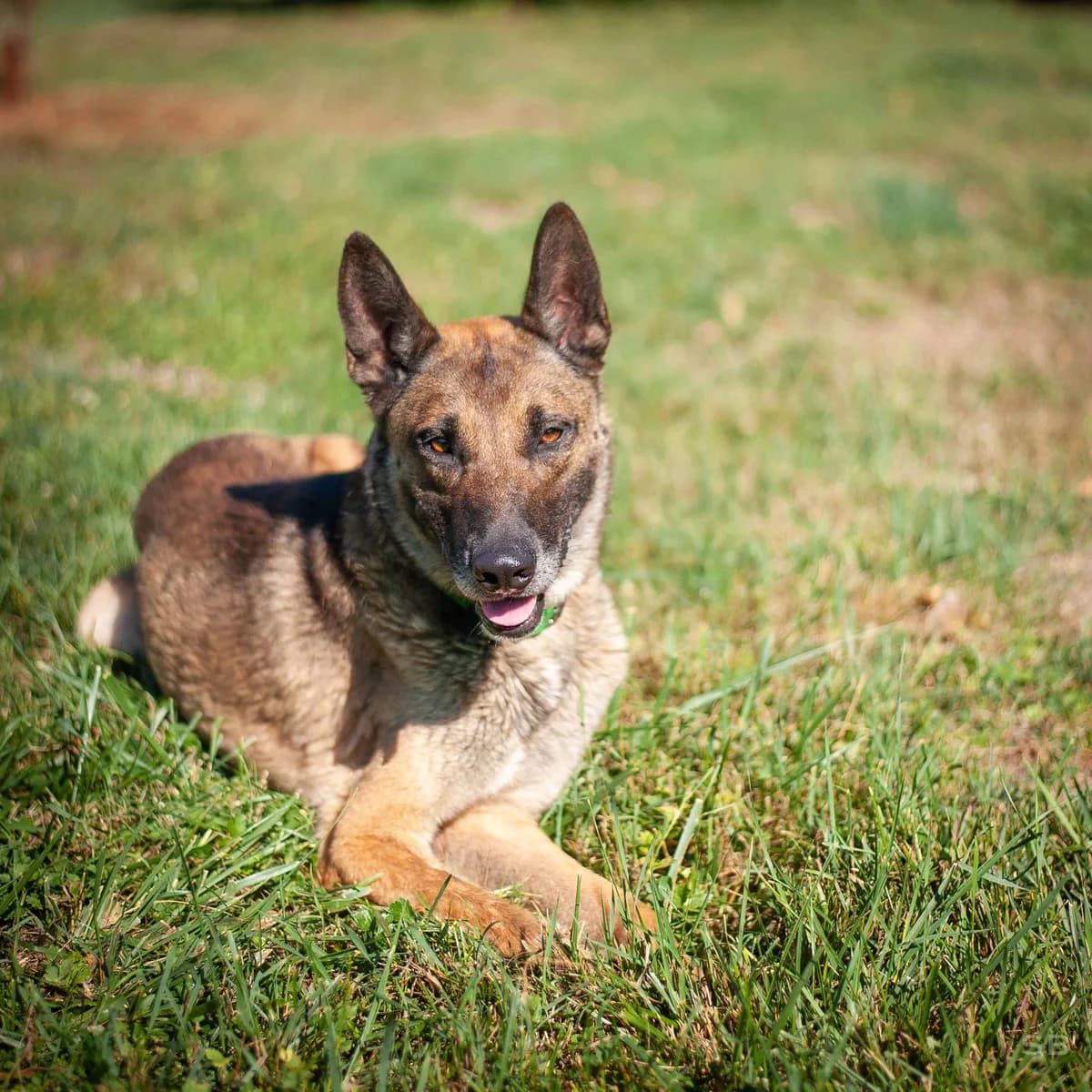 Alpha, Fauve charbonnée male 4yo Belgian Malinois for adoption at APAGI, Le Versoud
