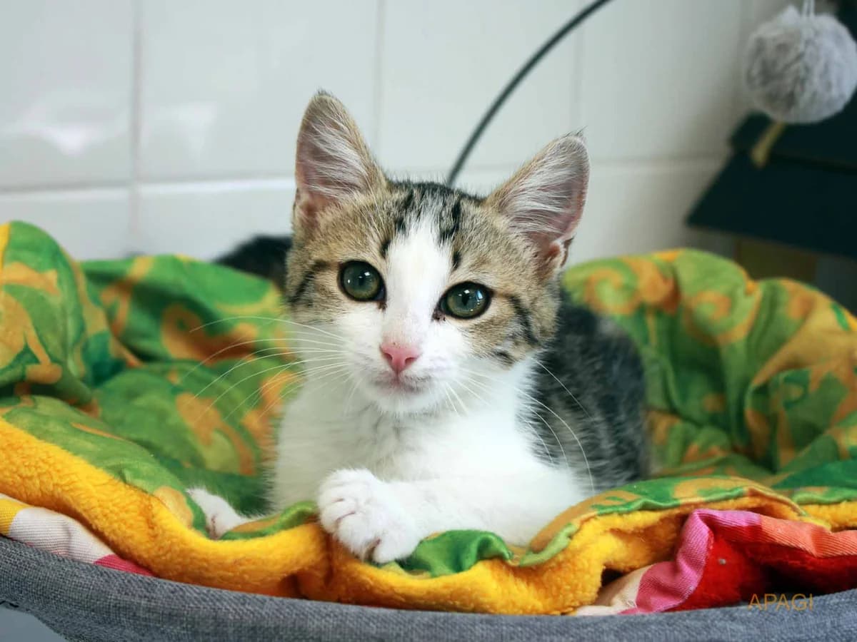 Moksi, European Shorthair (APAGI)