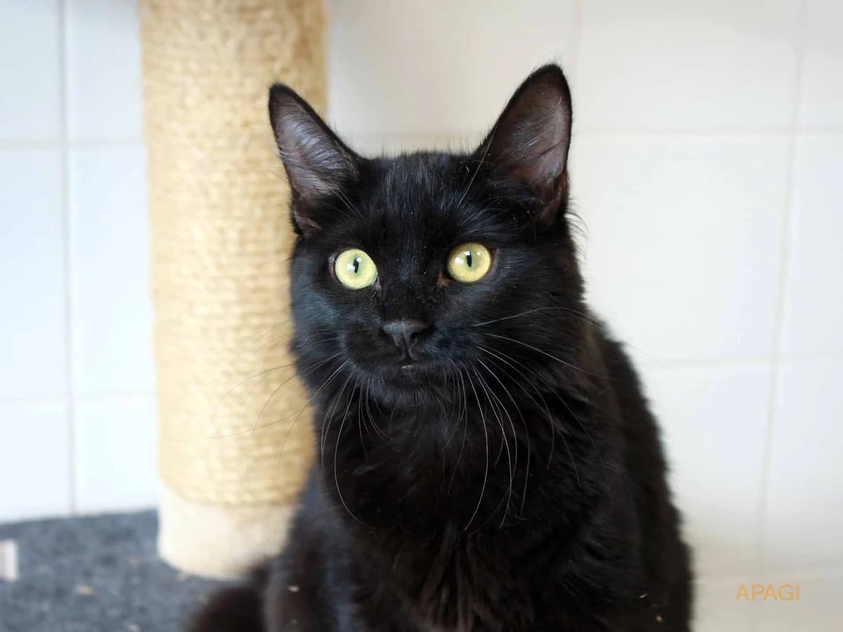 Crakote, Noire poil mi long female puppy European Shorthair for adoption at APAGI, Le Versoud