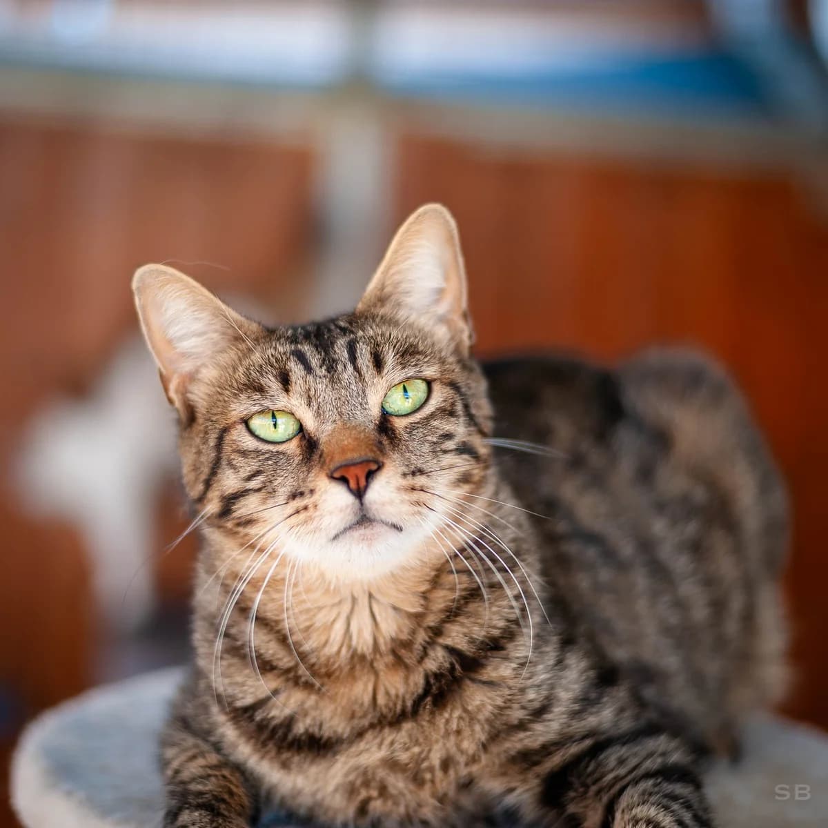 Willow, Tigré male young European Shorthair for adoption at APAGI, Le Versoud