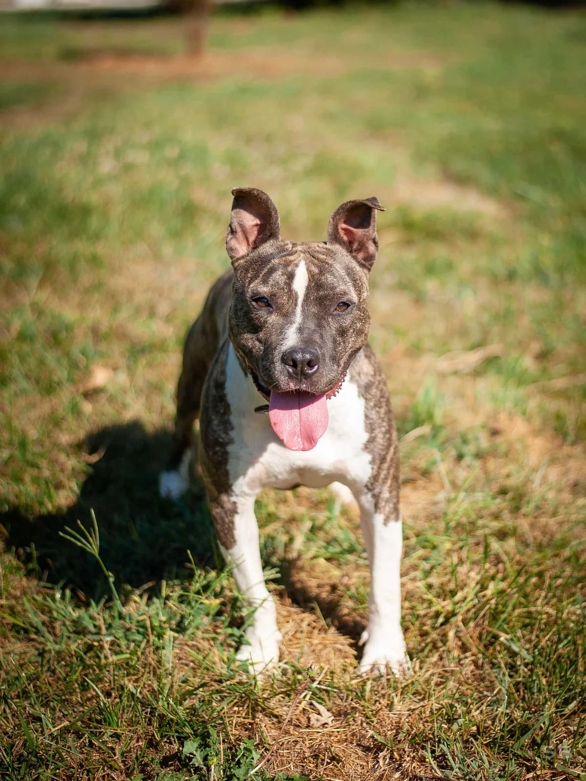 Koda, Bringée et Blanc male young mixed breed for adoption at APAGI, Le Versoud