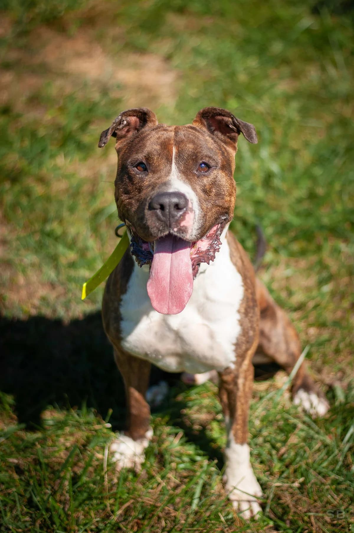 Tayco, Bringée et Blanche male 3yo mixed breed for adoption at APAGI, Le Versoud