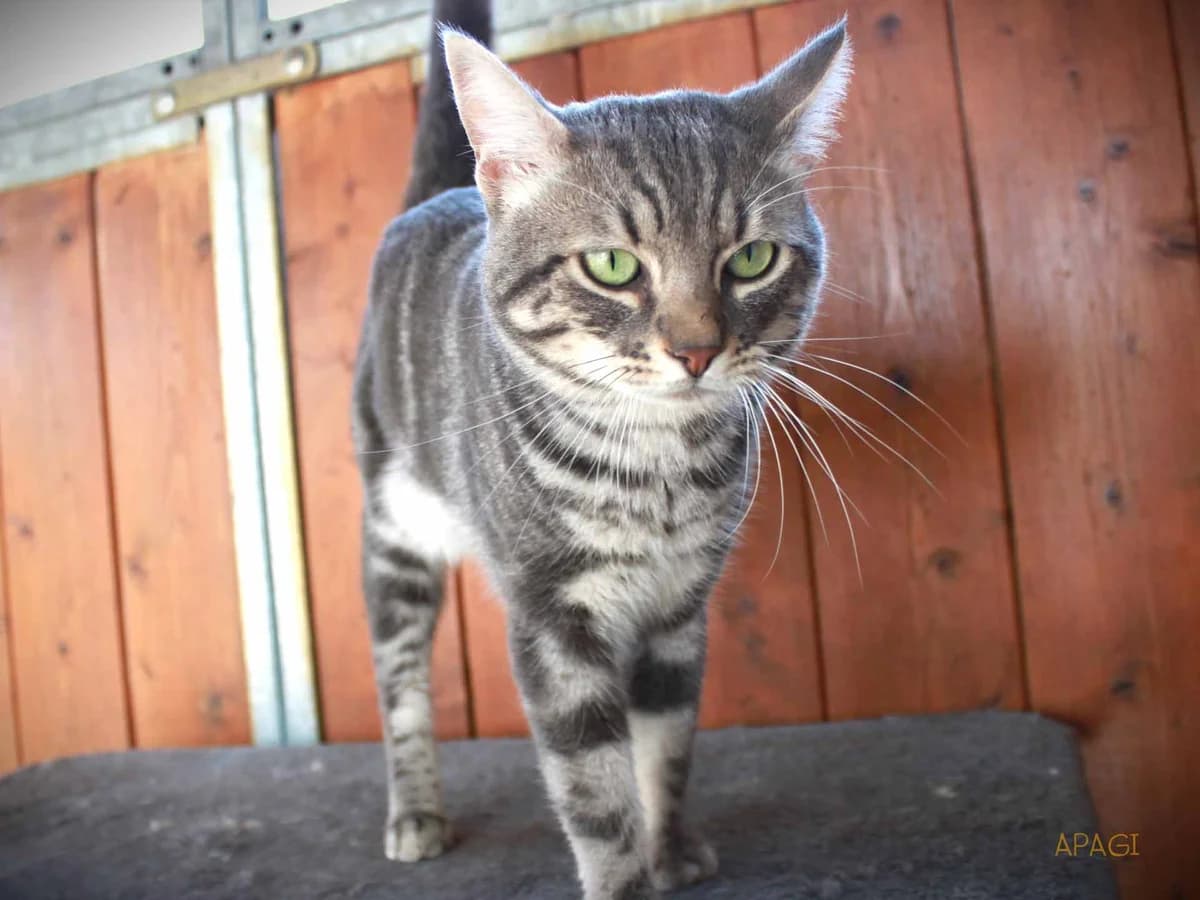 Velvet, tigré gris male 4yo mixed breed for adoption at APAGI, Le Versoud