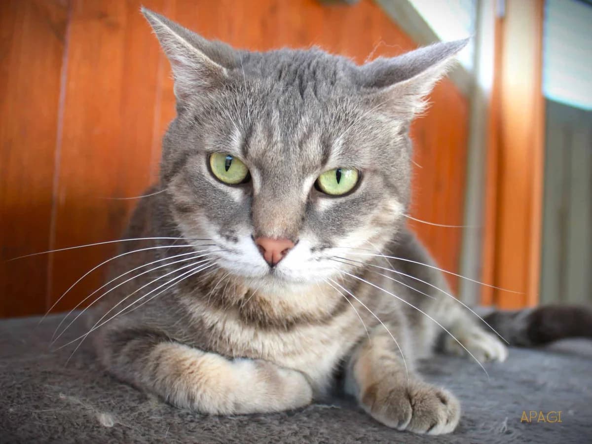 Niya, Tigrée grise female 3yo European Shorthair for adoption at APAGI, Le Versoud