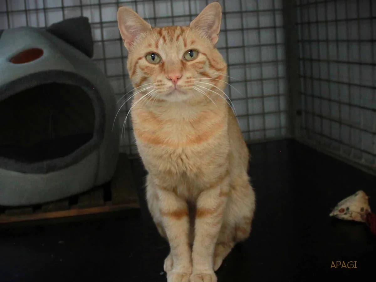 Porter, Roux male 6yo European Shorthair for adoption at APAGI, Le Versoud