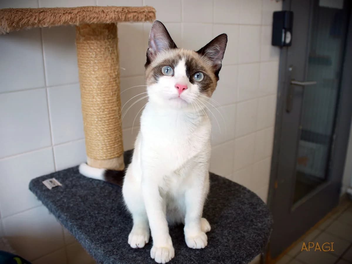 Newton, Seal point et blanc male puppy Siamese for adoption at APAGI, Le Versoud