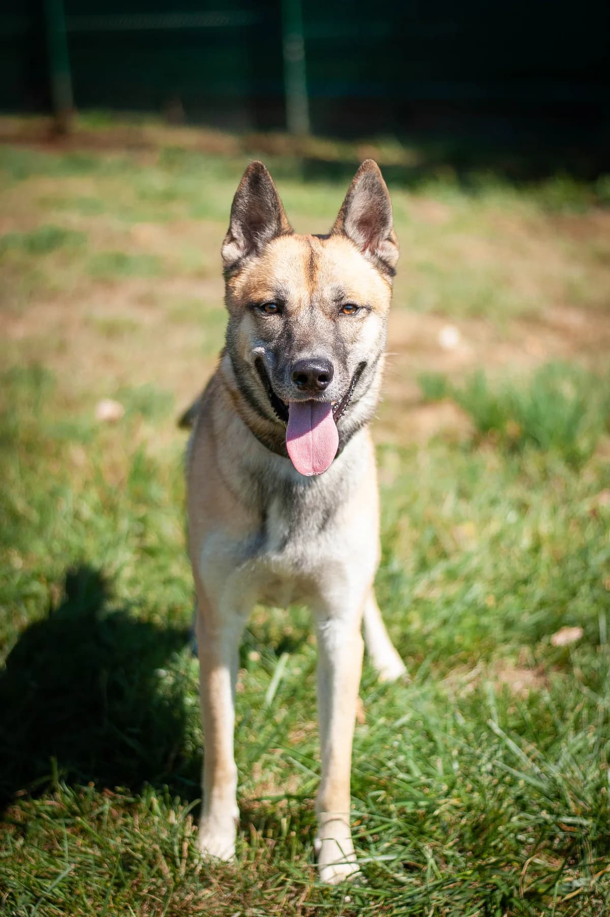 Bjorn, Sable charbonné et blanc male 6yo Husky for adoption at APAGI, Le Versoud
